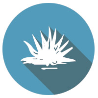 ico_descripcion_don_diego